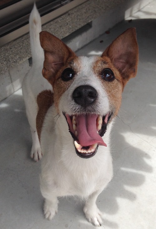 豪快なマイトの大笑い!