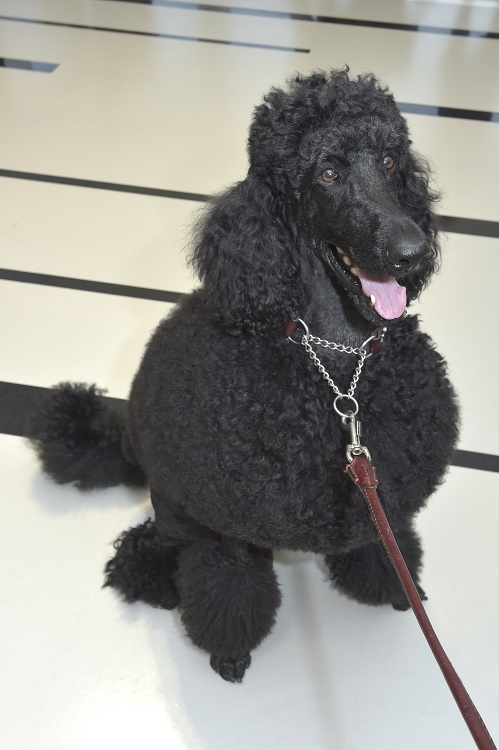 優雅さたっぷりのスタンダードプードルくんも来場