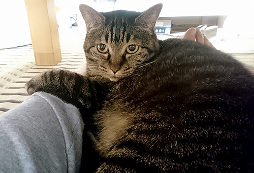 足の間に来たモモ。(こたつ布団がない状態)