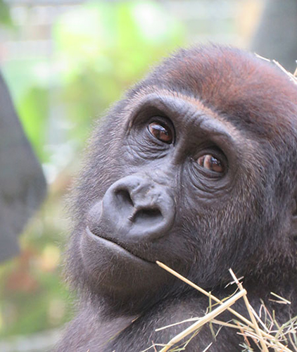 ニシゴリラのゲンタロウ=京都市動物園提供