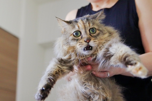 飼い主さんの入院で”一時預かり”のまま長生き中の「モコ」(18歳) 祥伝社/ケニア・ドイ