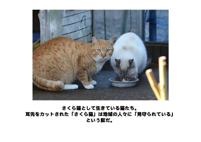 「小さな命の写真展 猫 Version」パネルより 提供=(公財)日本動物愛護協会