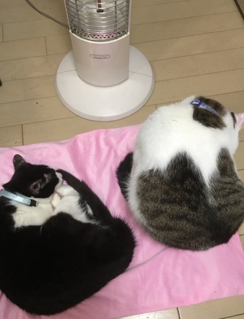 新たな家族と暮らす現在の「コマ」 提供=(公財)日本動物愛護協会