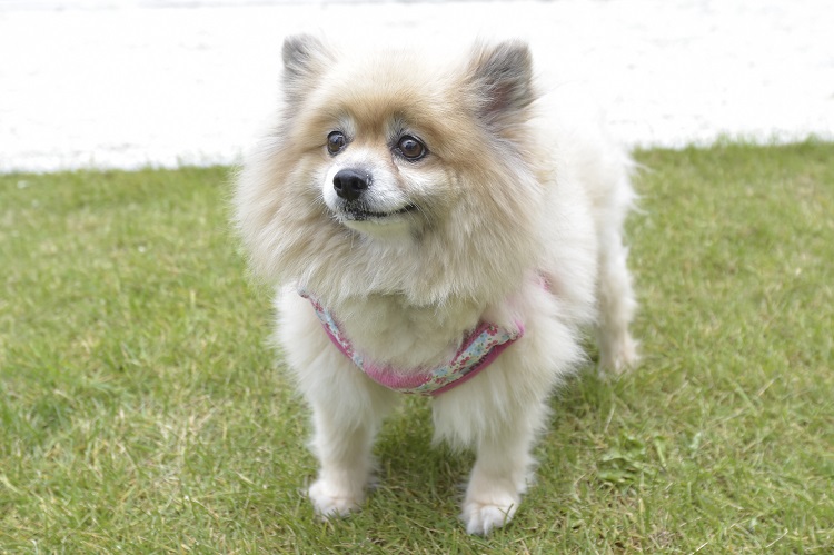 カメラを向けても余裕のほほえみ