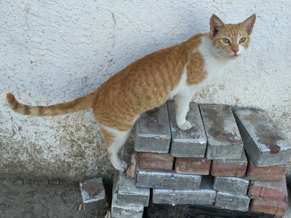 オマーン・マスカットの猫さん
