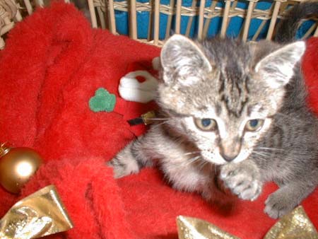 家にきてすぐクリスマスが来た