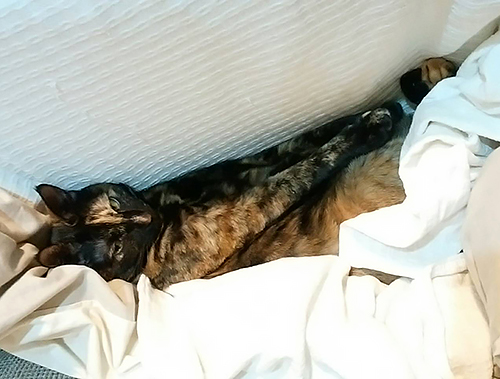 伸びるあんず。