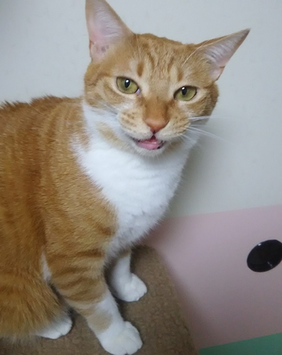 どんどん表情が豊かになってきたナルちゃん