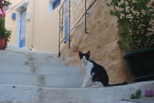 階段で数段すれ違ってから止まって見つめてくる猫多し(シロス島)
