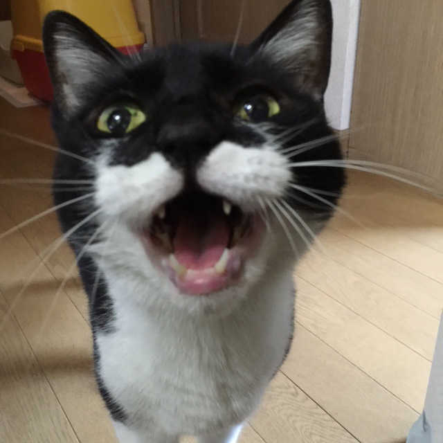 アポロ12歳、いつも食欲旺盛