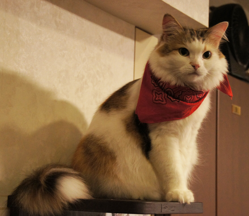 「きゃりこ新宿店」の猫