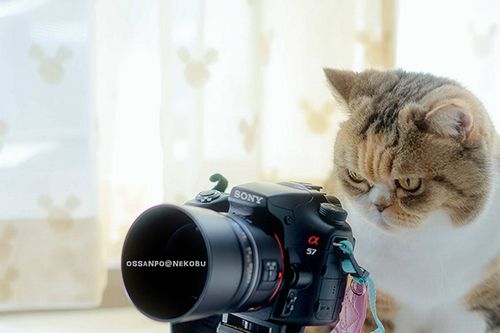 Junya Ossanpo Umetsu