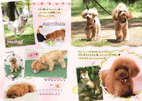 大切に育てられた犬は飼い主さんを大好きに! (撮影 布川航太)