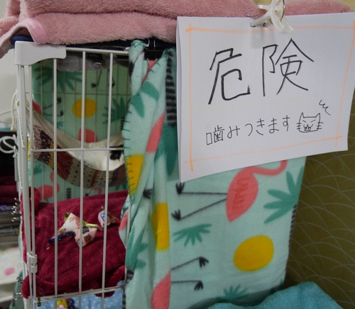 保護したばかりで人慣れしない子猫もいる