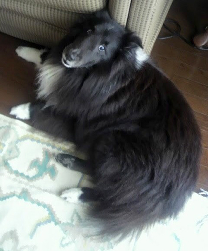 初めて飼ったシェルティのバティ