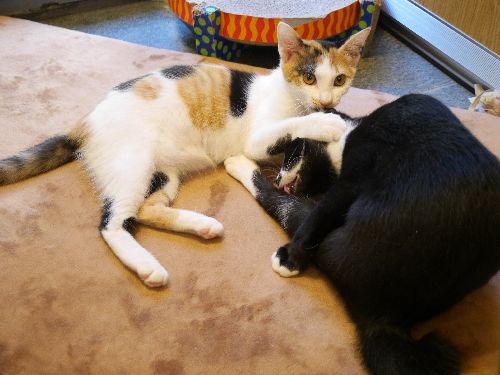 お寺の保護猫部屋で遊ぶミータとトト