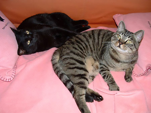 若い頃のイヌオ(左)と、ルナ