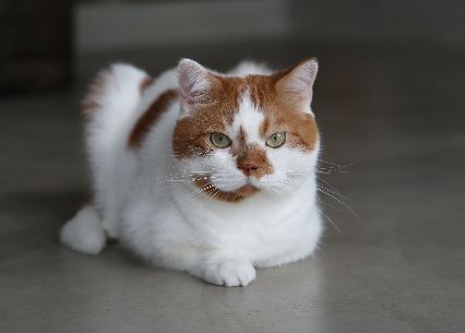 顔の模様は「刀傷」、顎の模様は「焼きすぎたナン」