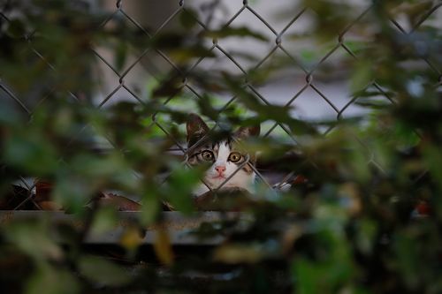 ©Toshimitsu Hoshino