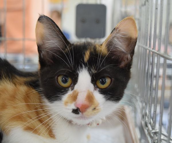 飼い主を待つ保護猫