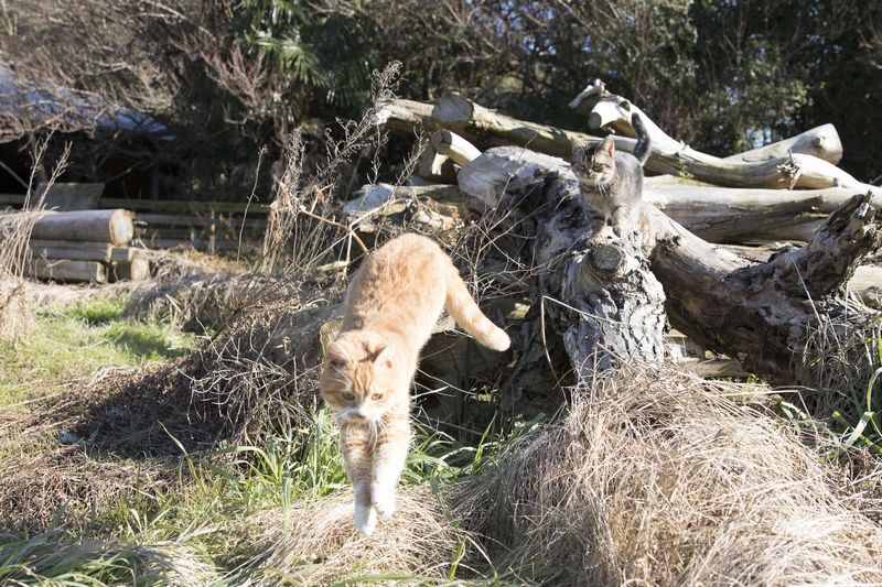 (C)KADOKAWA/五十嵐健太