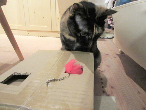 穴から出てきた?