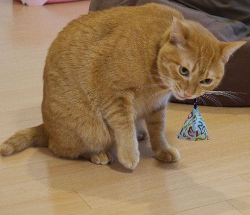 目新しいまきびし(またたび入り玩具)に興味津々のたま