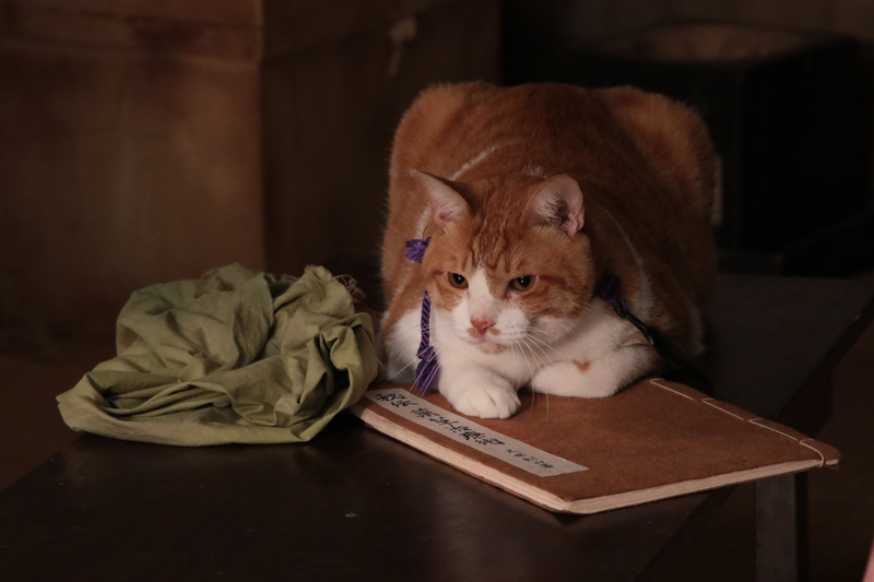 (C)「猫忍」製作委員会