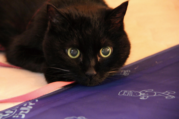 日貿出版社提供