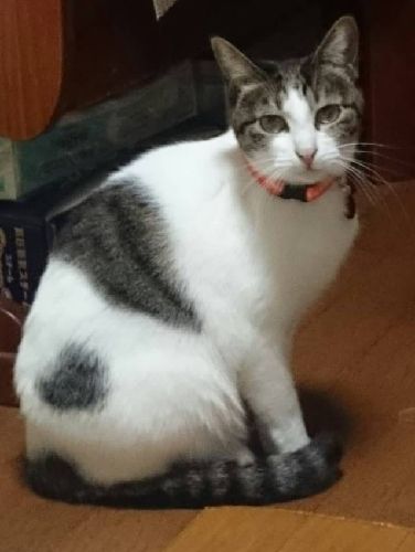 マミーは5歳になりましたが、体調は落ち着いています