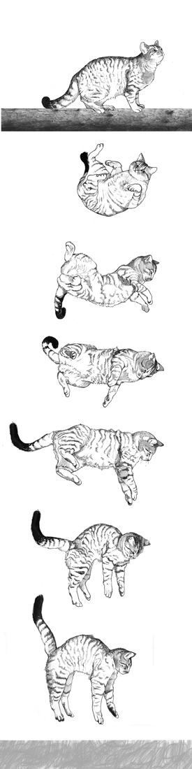 『猫的感覚──動物行動学が教えるネコの心理』より=早川書房提供