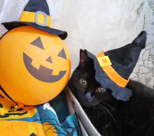 ハロウィーンは黒猫のほうが似合う?