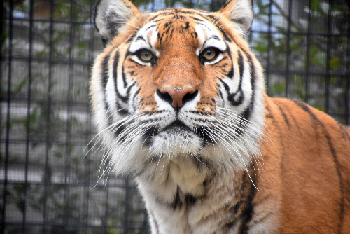 京都市動物園の人気投票で2位だったアムールトラの「アオイ」