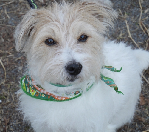 お散歩が楽しみだよ