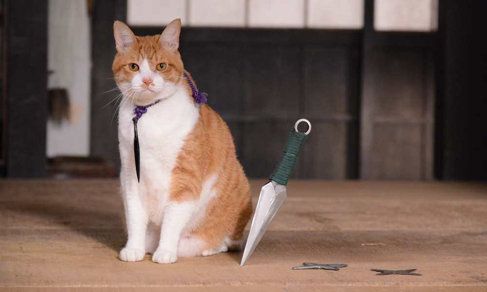 (C)「猫忍」製作委員会