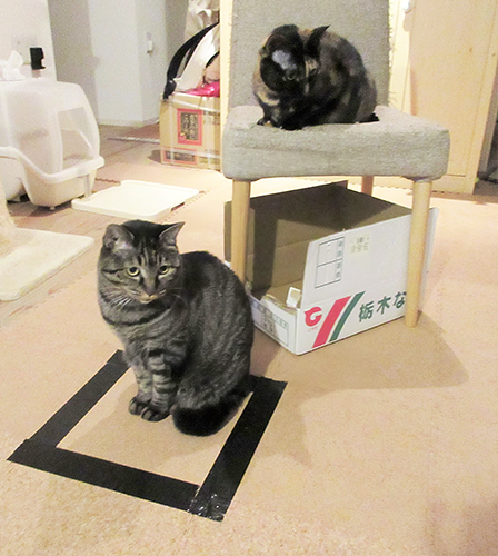 ホイホイ派とイス派に分かれる。