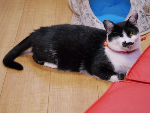 キャットルームでは人懐こい店長「やや」がおもてなし