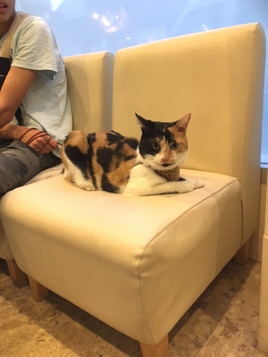 動物病院の待合室で”堂々”とする「さと」は確かに犬っぽい