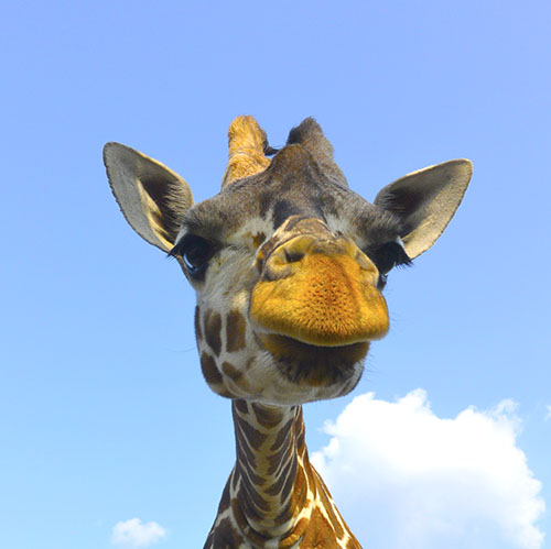 キリンのメイ=京都市動物園提供