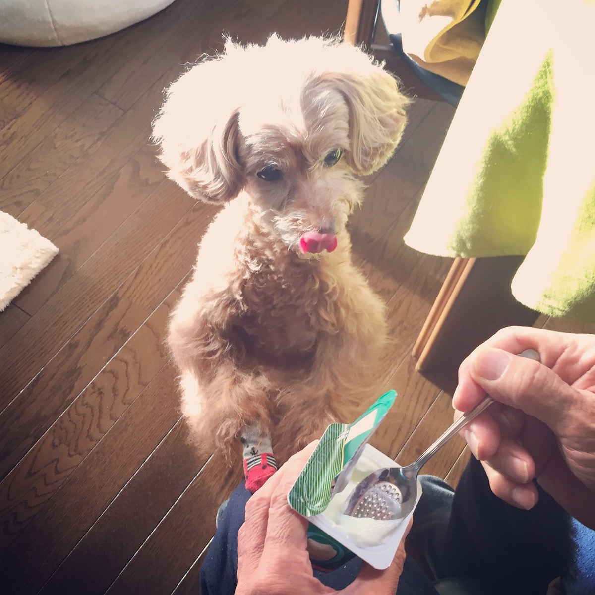 「おとうしゃん、もっとちょうだい!」。せがまれる父もうれしそう。