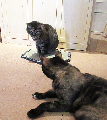 あんず「何してんの?」モモ「なんか、ここにいなきゃいけない気がして…」