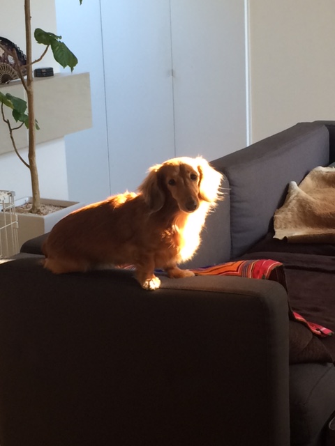 居間でくつろぐレイニー