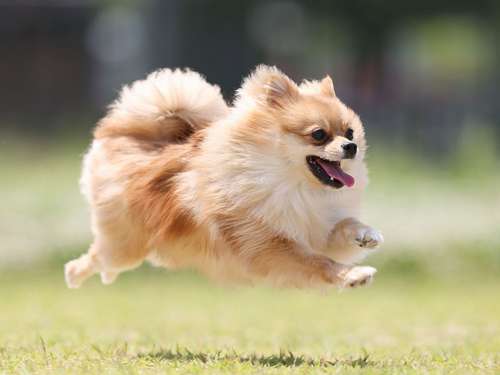 ポメラニアンのハチくん(1歳)=加納幹夫氏撮影