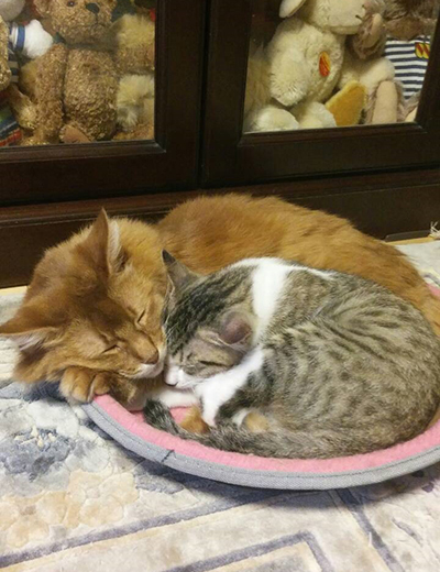 ソマ(奥)がジャッキーを包み込むように昼寝