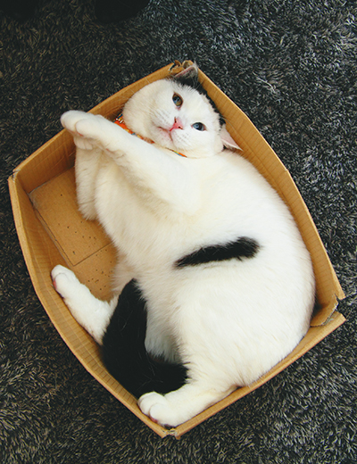 体型に合わせて箱が膨らんでいく