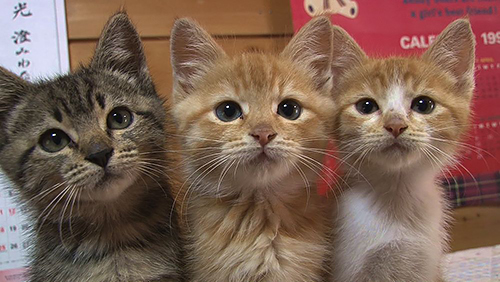 「ポチたまペット大集合」に登場する捨て猫3兄弟(c)BSジャパン