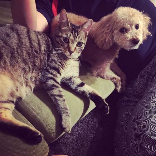 保護猫「けやり」といっしょに。まだちょっと、微妙な距離感?