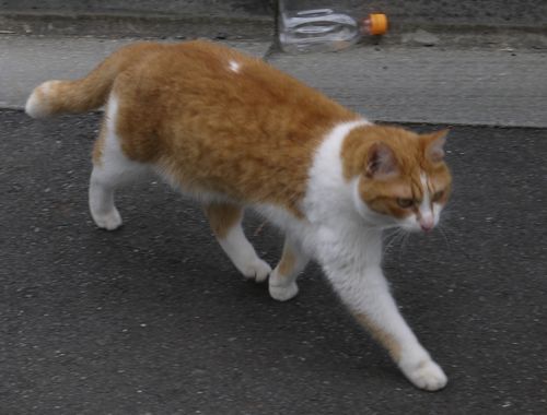 パトロールに出かけるおちび(2016年)