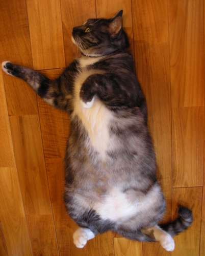 4歳のころのモル。2008年=おかみさん提供