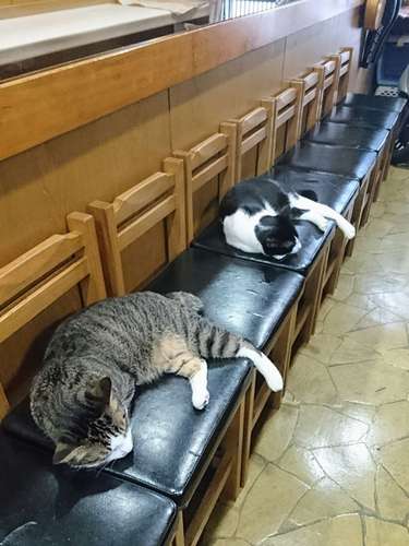 閉店後、客の帰った後に椅子で一休みする、おにいちゃんとちみと=マスター提供